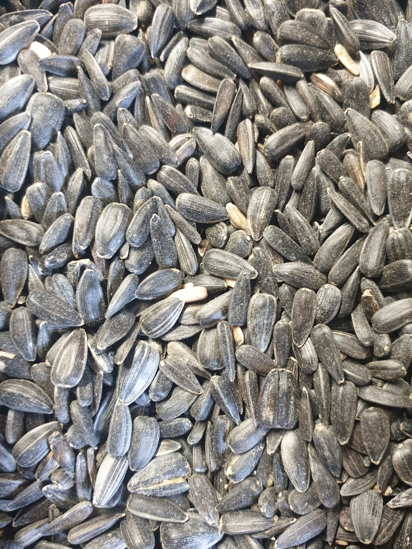 Bird Black Sunflower Seeds - 20kg bag